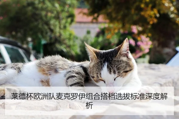 莱德杯欧洲队麦克罗伊组合搭档选拔标准深度解析